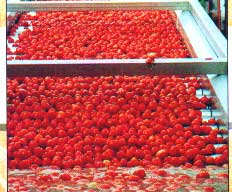 کاربرد دیگ بخار در تهیه رب گوجه فرنگی